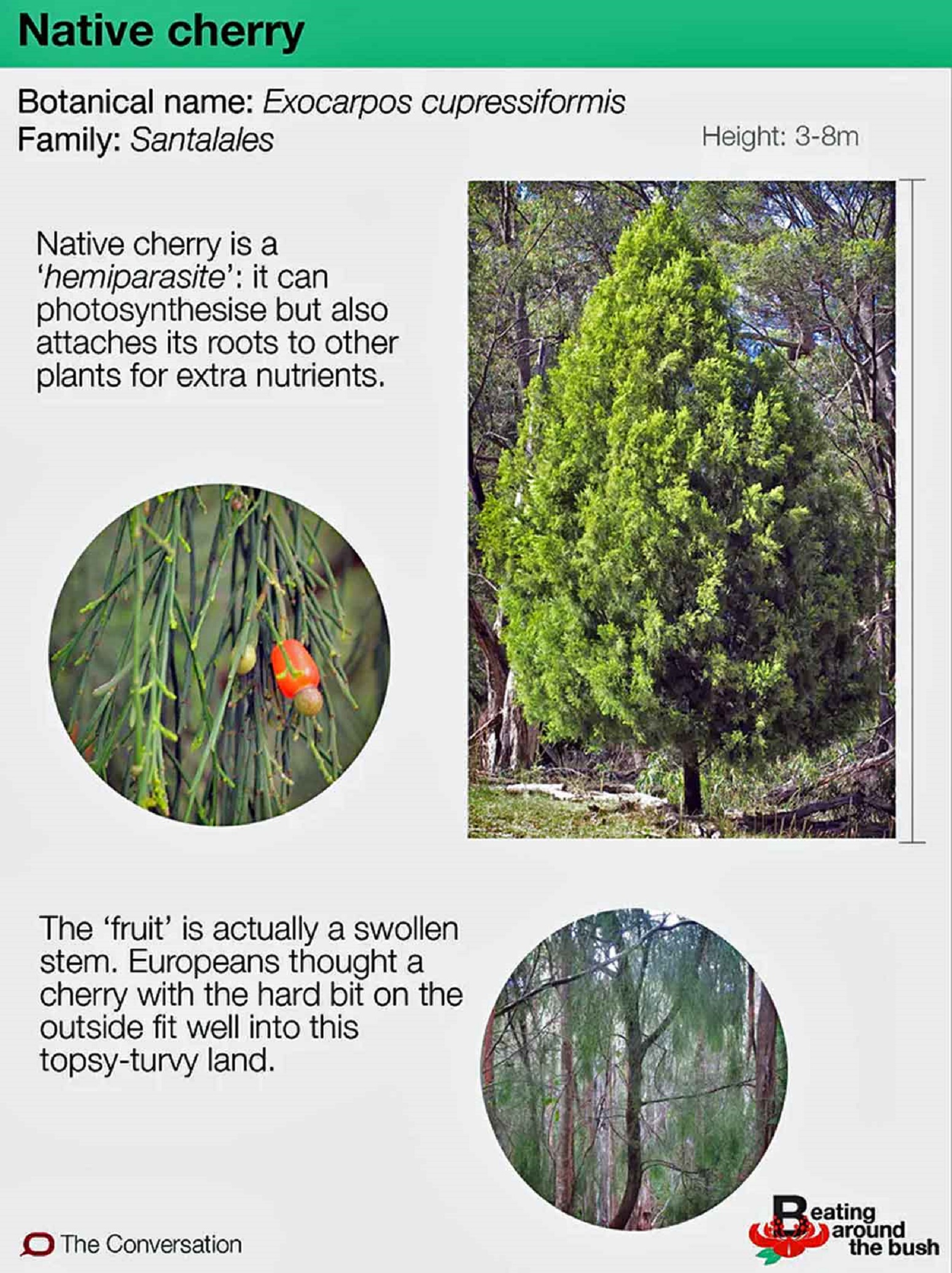Native Cherry Description