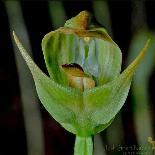 Blunt Greenhead orchid