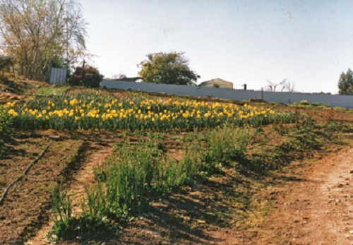 Photo - The North West corner of the block,
 planted with daffodils