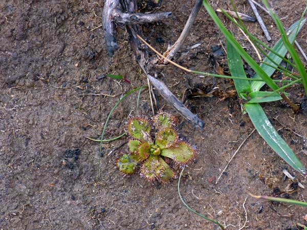 Scented-sundew