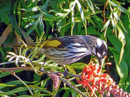 Newholland Honey eater