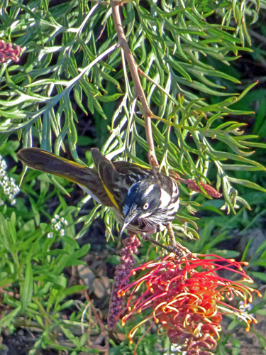 Newholland Honeyeater