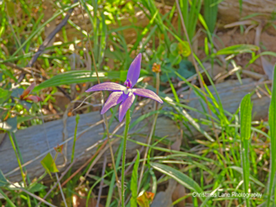 Purple cockatoo orchid