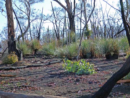 Grass Trees