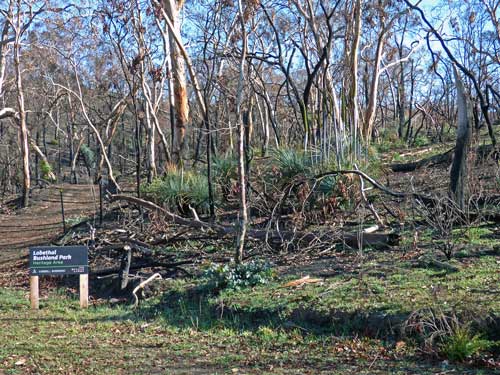 Grass Trees