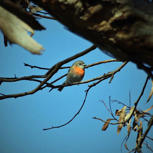 Female Scarlet Robin