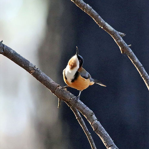 Eastern Spinebill