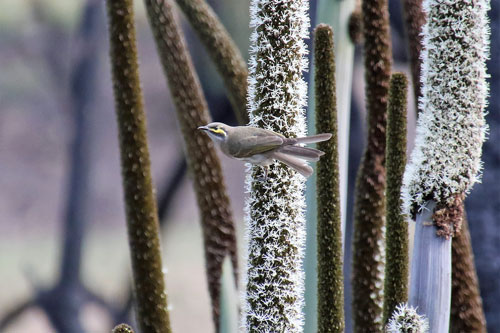 Yellow-faced Honeyeater