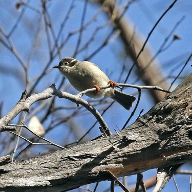 Brown-headed Honeyeater