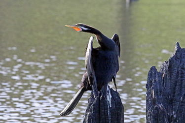 Australasian Darter