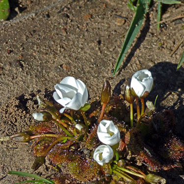 Scented-sundew