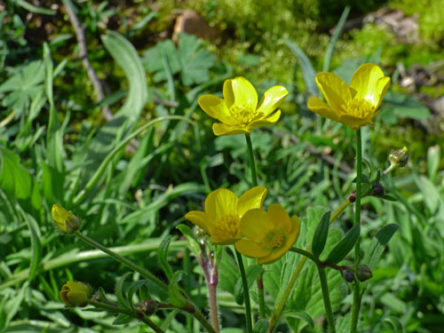 Australian Buttercup