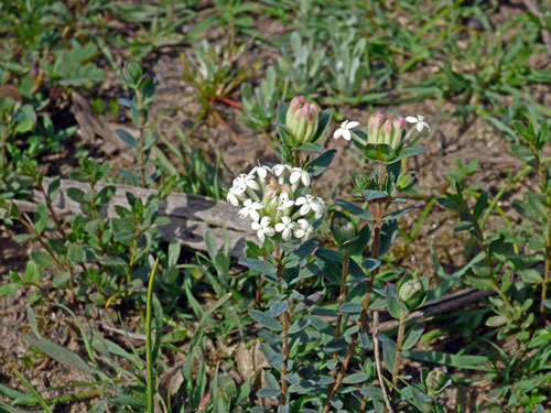 Common Rice-flower