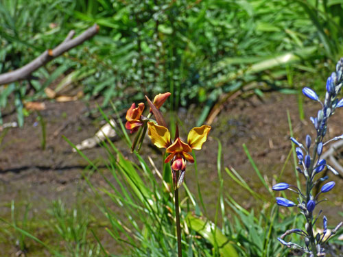 Wallflower Donkey Orchid