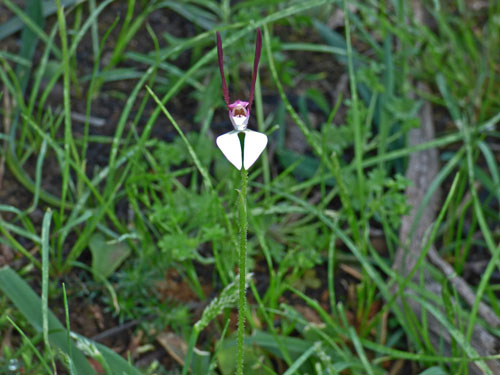 Hare Orchid