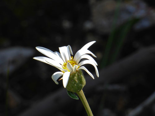 Olearia grandiflora Mount Lofty Daisy Bush