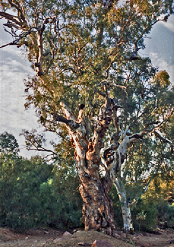 Chambers Gorge
 - 1994