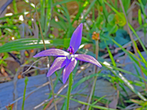 Cockatoo Orchid