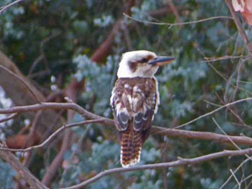 Laughing Kookaburra