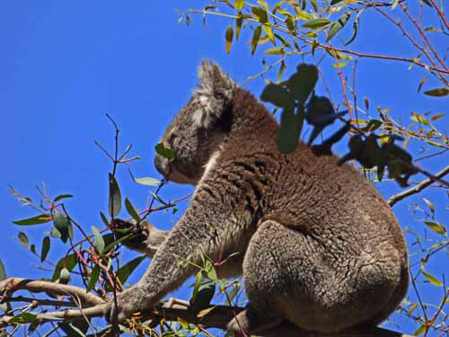 Koala