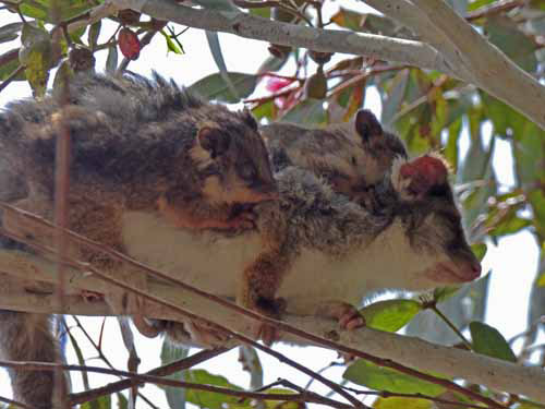 Common Ringtail Possum