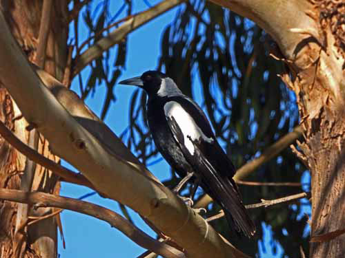 Australian Magpie