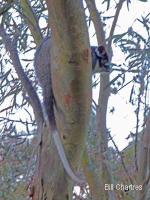 Common Ringtail Possum