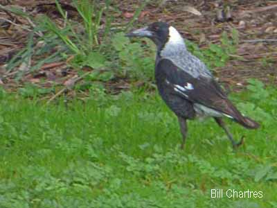 Australian Magpie