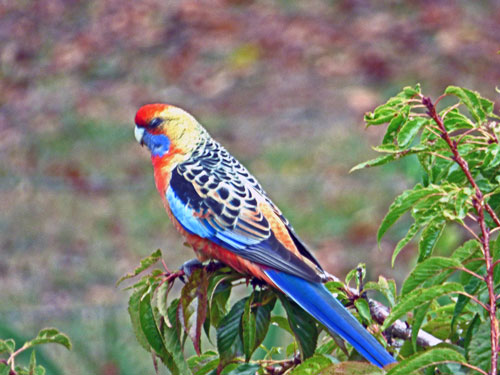 Adelaide Rosella