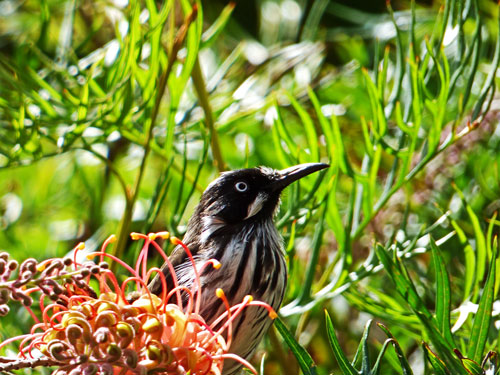 New Holland honey eater