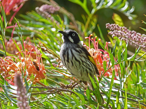 New Holland honey eater