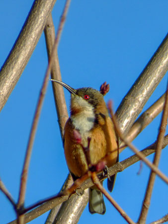 Eastern Spinebill