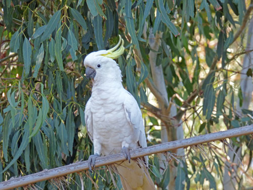 Sulphur-crested Cockatoo