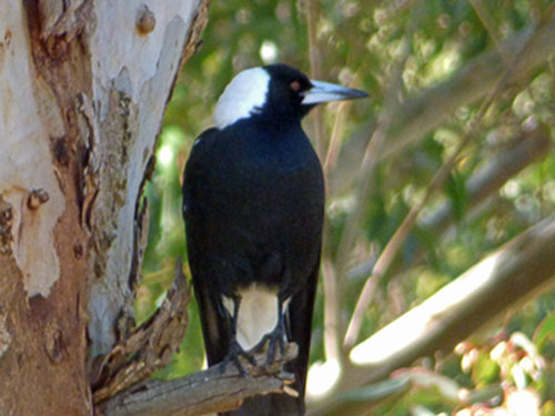 Australian Magpie