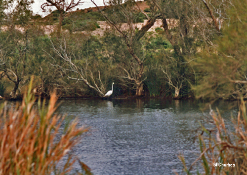 Dalhousie Springs