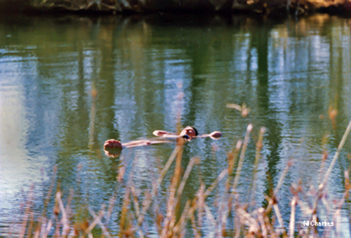 Peg Chartres<br>Dalhousie Springs - 1988