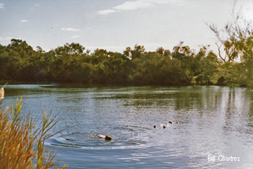 Dalhousie Springs