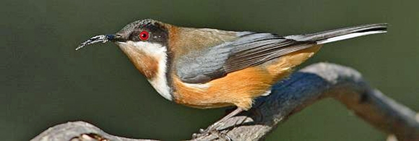 Eastern Spinebill