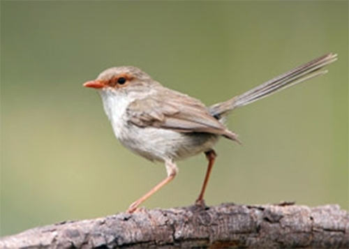 Superb Fairy-wren (Female)