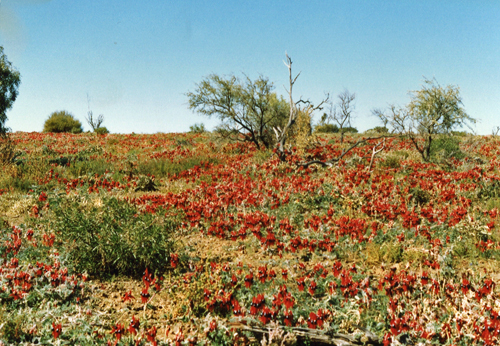 Sturt's desert peas