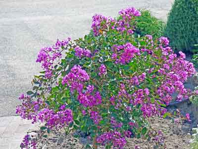 Photo - Crepe Myrtle 