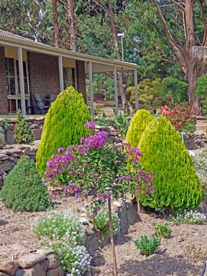 Photo - Crepe Myrtle 