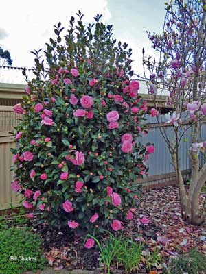 Photo - Camellia japonica  “E. G. Waterhouse”