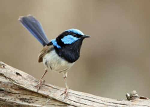  Superb Fairy-wren (Male> 