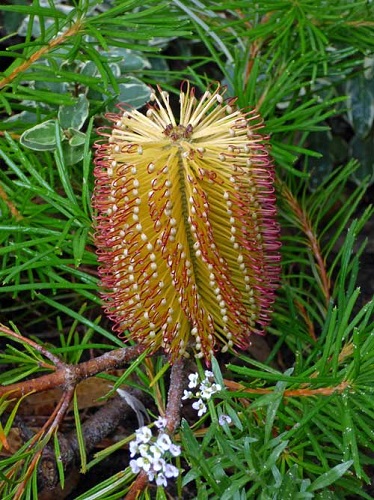 Banksia spinulosa