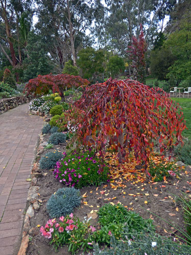 Front garden - Autumn