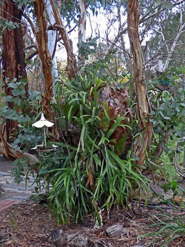 Front garden - Autumn