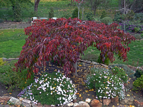 Front garden - Autumn