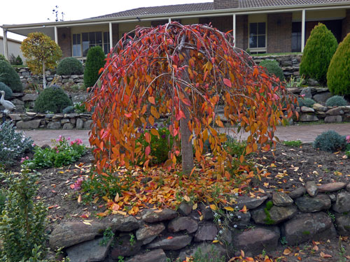 Front garden - Autumn