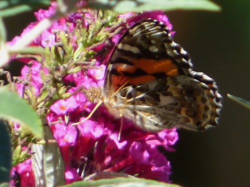 Australian Painted Lady Butterfly